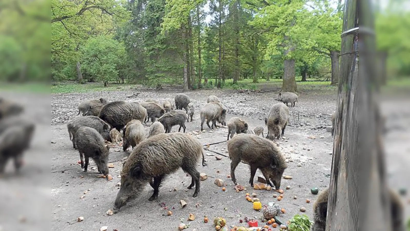Im Walderlebniszentrum im Grünwald gibt es viel zu entdecken. Um 16 Uhr werden die Wildschweine gefüttert.	 (Foto: VA)