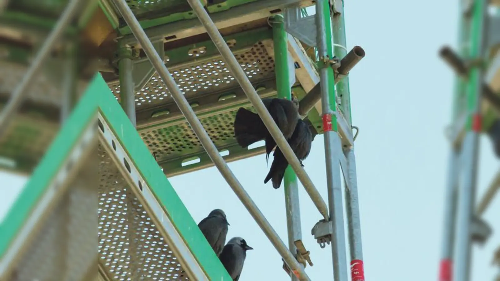 Den Dohlen im Steinhöringer Kirchturm wird ein Besuch abgestattet. 	 (Foto: LBV)