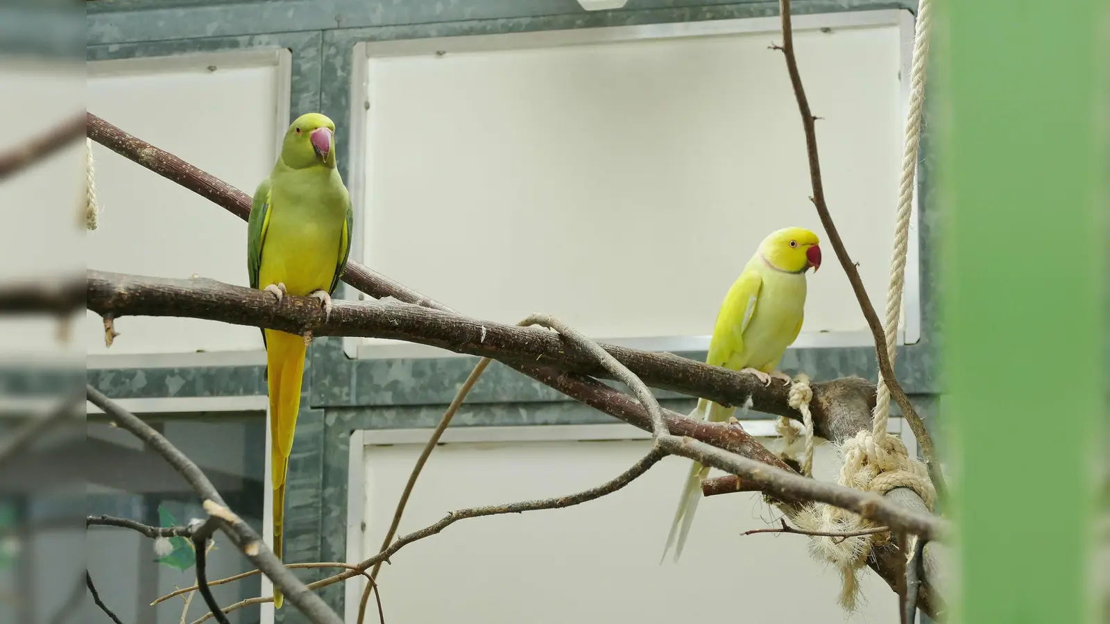 Die beiden Halsbandsittiche „Bailee” und „Borb”suche ein gemeinsames neues Zuhause. (Foto: Tierheim Riem)