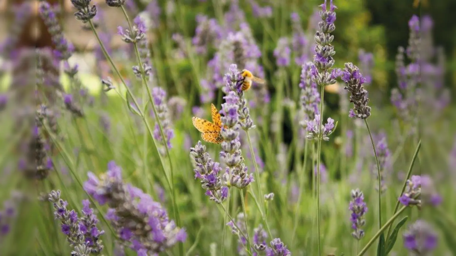 Bei Pflanzen-Kölle ist am kommenden Samstag, 13. Juli, ein Bienen- und Schmetterlingsfest mit vielen Aktionen. (Foto: Pflanzen-Kölle)