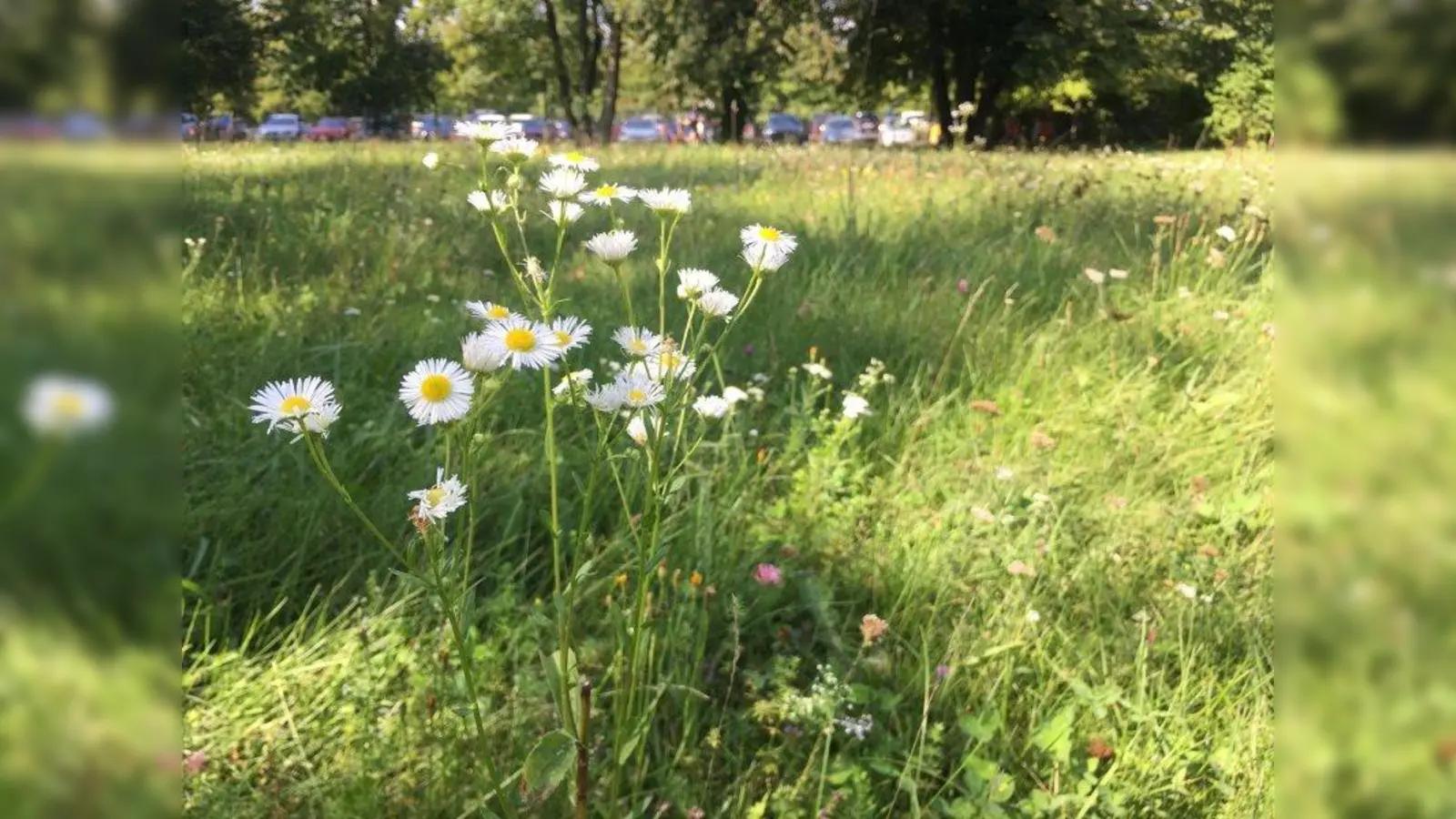 Im Westbad befindet sich ein großer Blühstreifen in einem dem Bäderpersonal vorbehaltenen Bereich. (Foto: SWM)