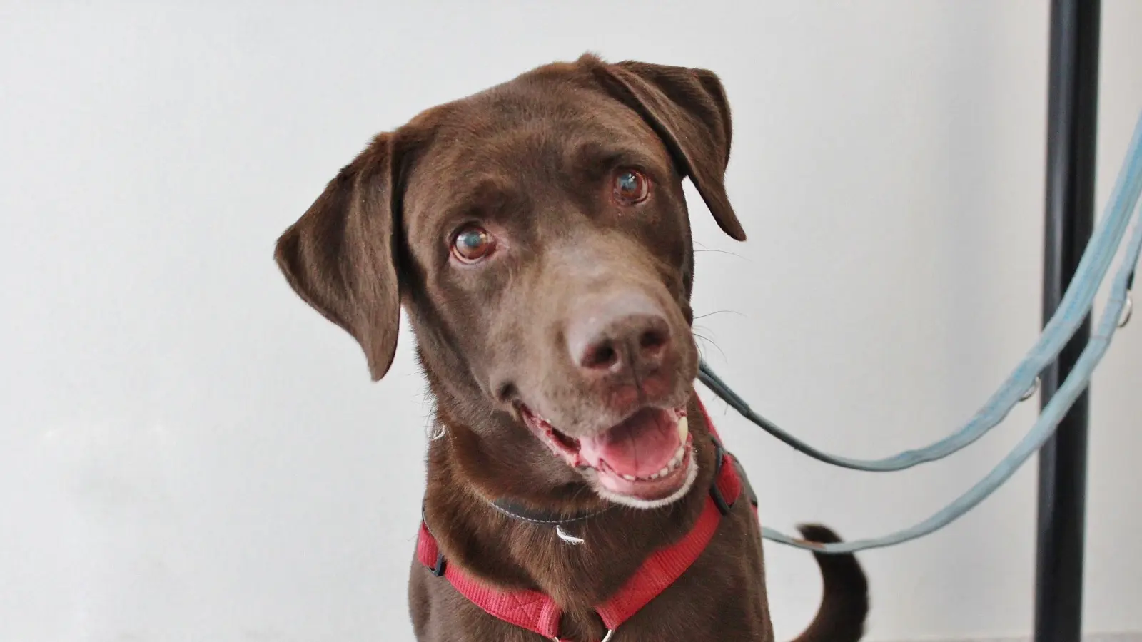 Bei Labrador Akon wurde fortschreitender Grauer Star diagnostiziert. Wer gibt dem Seniorhund dennoch eine zweite Chance?  (Foto: Tierschutzverein München)
