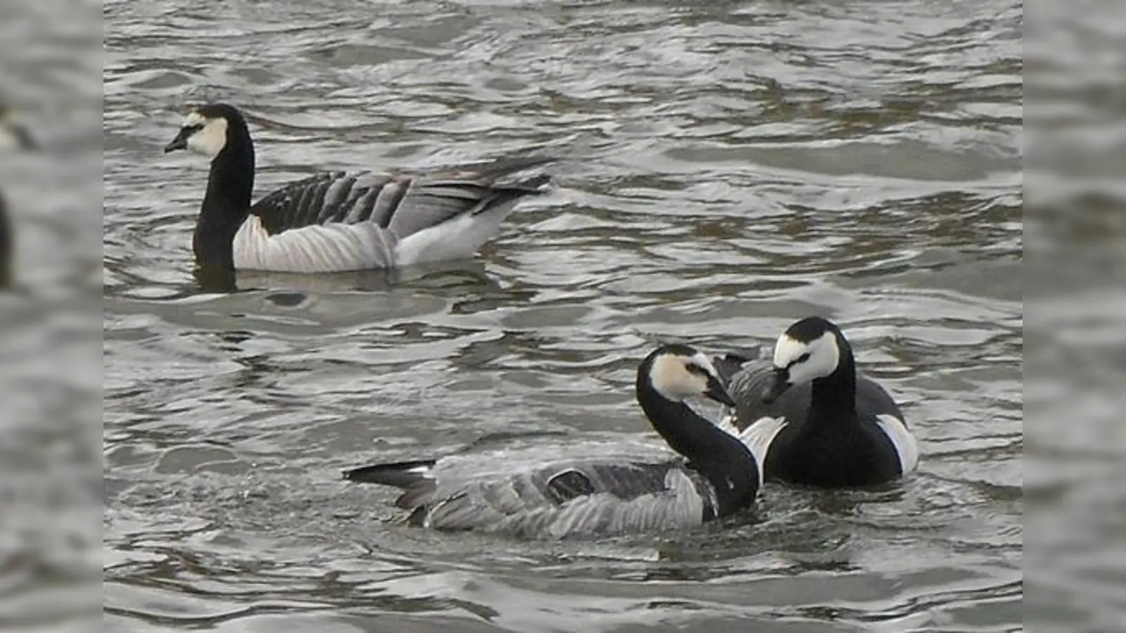 Der Nonnengänserich »baggert« seine Angebetete an. 	 (Foto: © Dr. Silke Sorge)