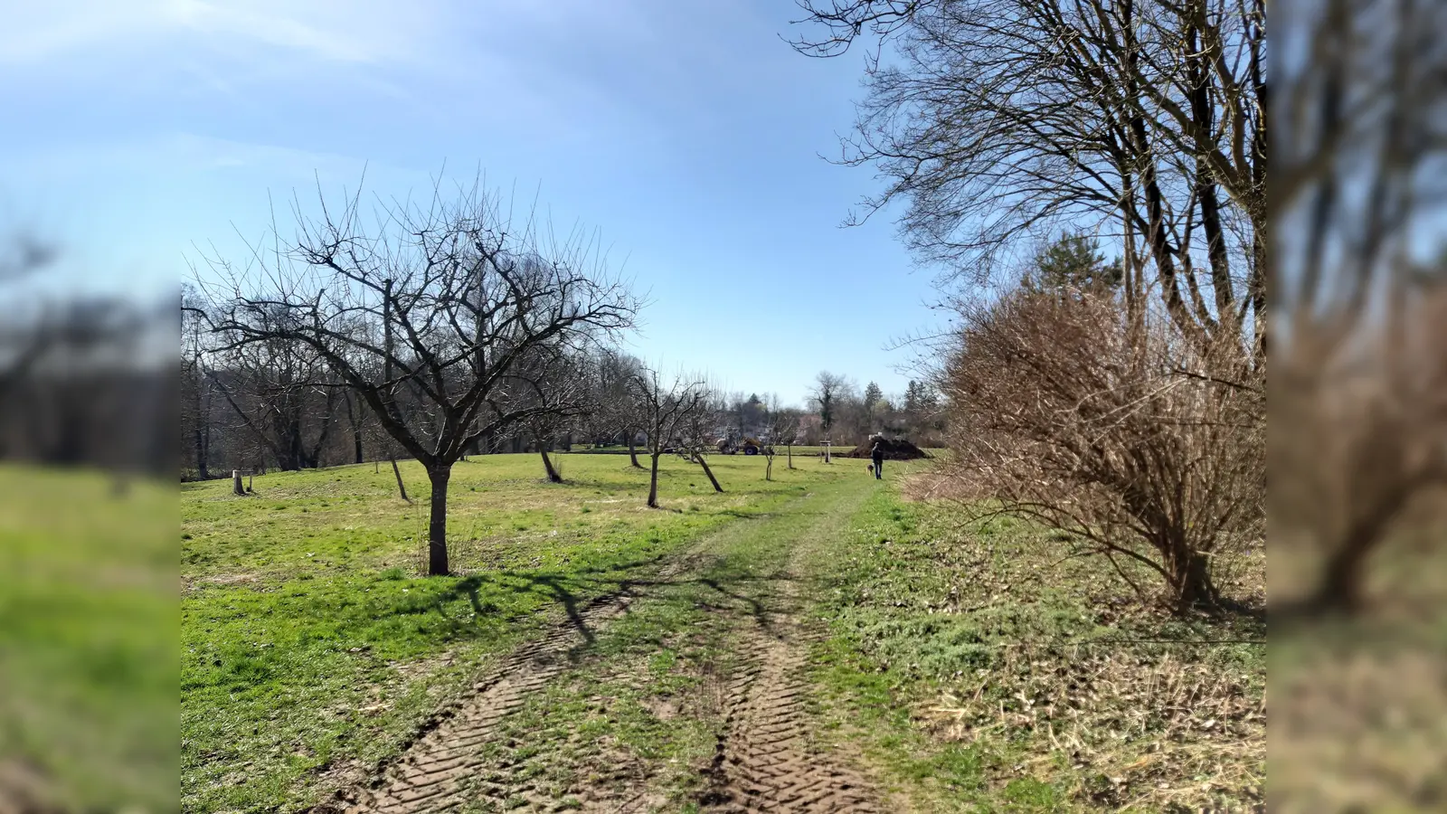 Blick auf die aktuelle Streuobstwiese, die künftig zur artenreichen Blühwiese wird (Foto: © Gemeinde Gauting)