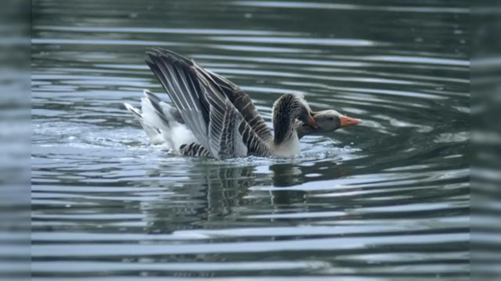 Das Liebesleben der Gänse wird am Valentinstag genauer unter die Lupe genommen. 	 (Foto: VA)