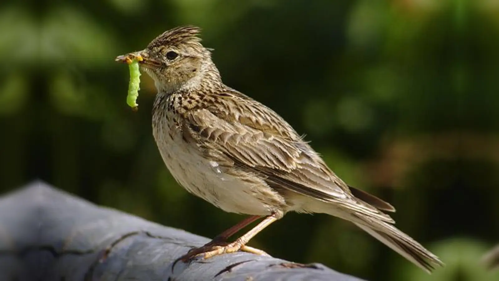 Die Feldlerche wurde vor kurzem zum "Vogel des Jahres 2019" ausgewählt. (Foto: CC BY-SA 2.5 SE)
