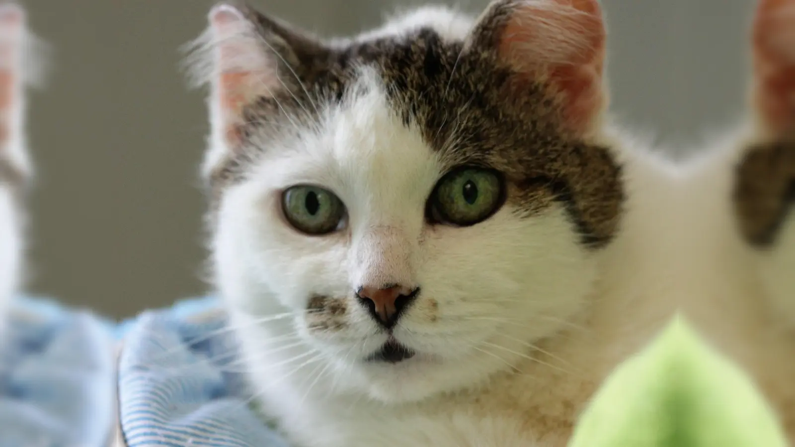 Mit dem Erlös des Flohmarktes werden herrenlose Katzen unterstützt.  (Foto: dek)