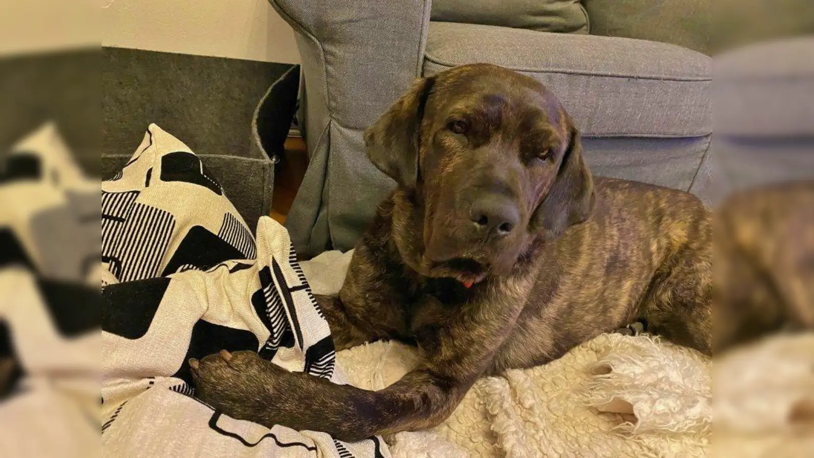 Bruno sucht dringend einen Lieblingsmenschen, der ihn bei sich aufnimmt. (Foto: pr)