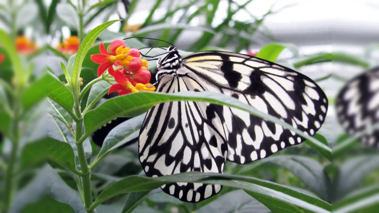 Jeden Winter füllt der Botanische Garten München-Nymphenburg eines seiner Gewächshäuser mit über 400 tropischen Schmetterlingen.  (Foto: Rita Verma)