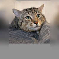 Kater Babo. (Foto: Tierheim Riem)