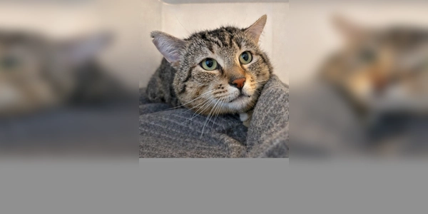 Kater Babo. (Foto: Tierheim Riem)