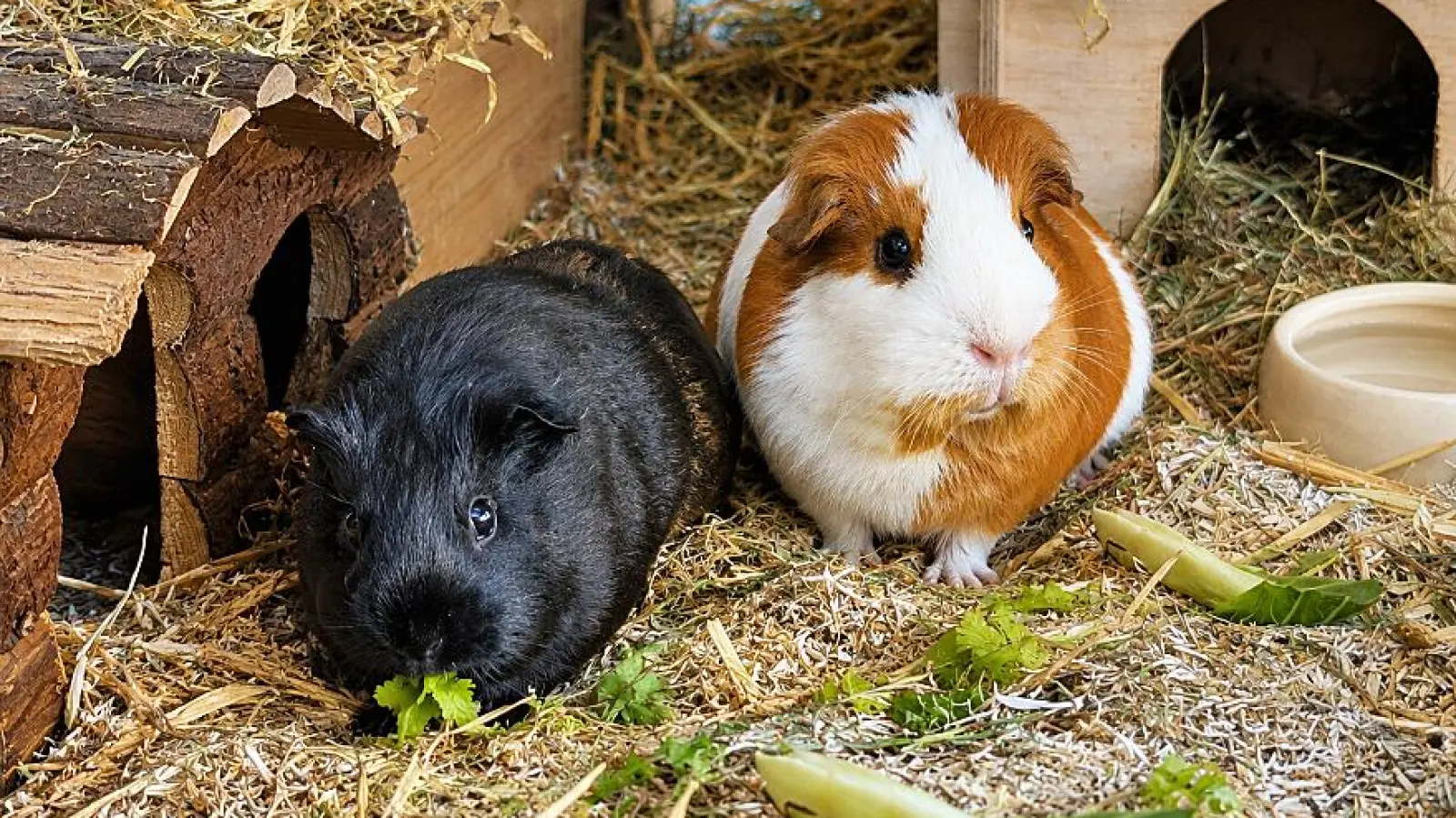 Der rot-weiße, bereits kastrierte Bock The Rock und die schwarzbraune Meerschweinchen-Dame Colli sind freundliche und angenehme kleine Persönlichkeiten. Menschen begegnen sie derzeit noch etwas schüchtern und zurückhaltend.  (Foto: Tierheim Riem)