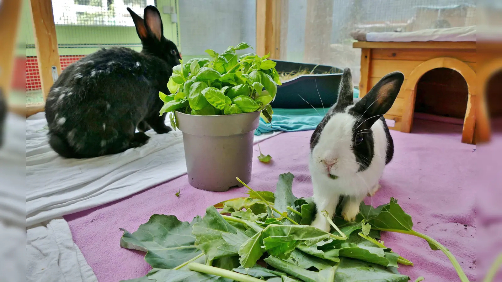 Die beiden Kaninchen “Queeny” (weiß-schwarz) und „Schorschi” (schwarz) sind beide Anfang 2022 geboren. (Foto: Tierheim Riem)