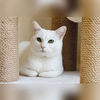 Die Katze Pfu ist eine kleine Diva, oft verschmust, aber auch mal bissig. (Foto: Tierheim Riem)