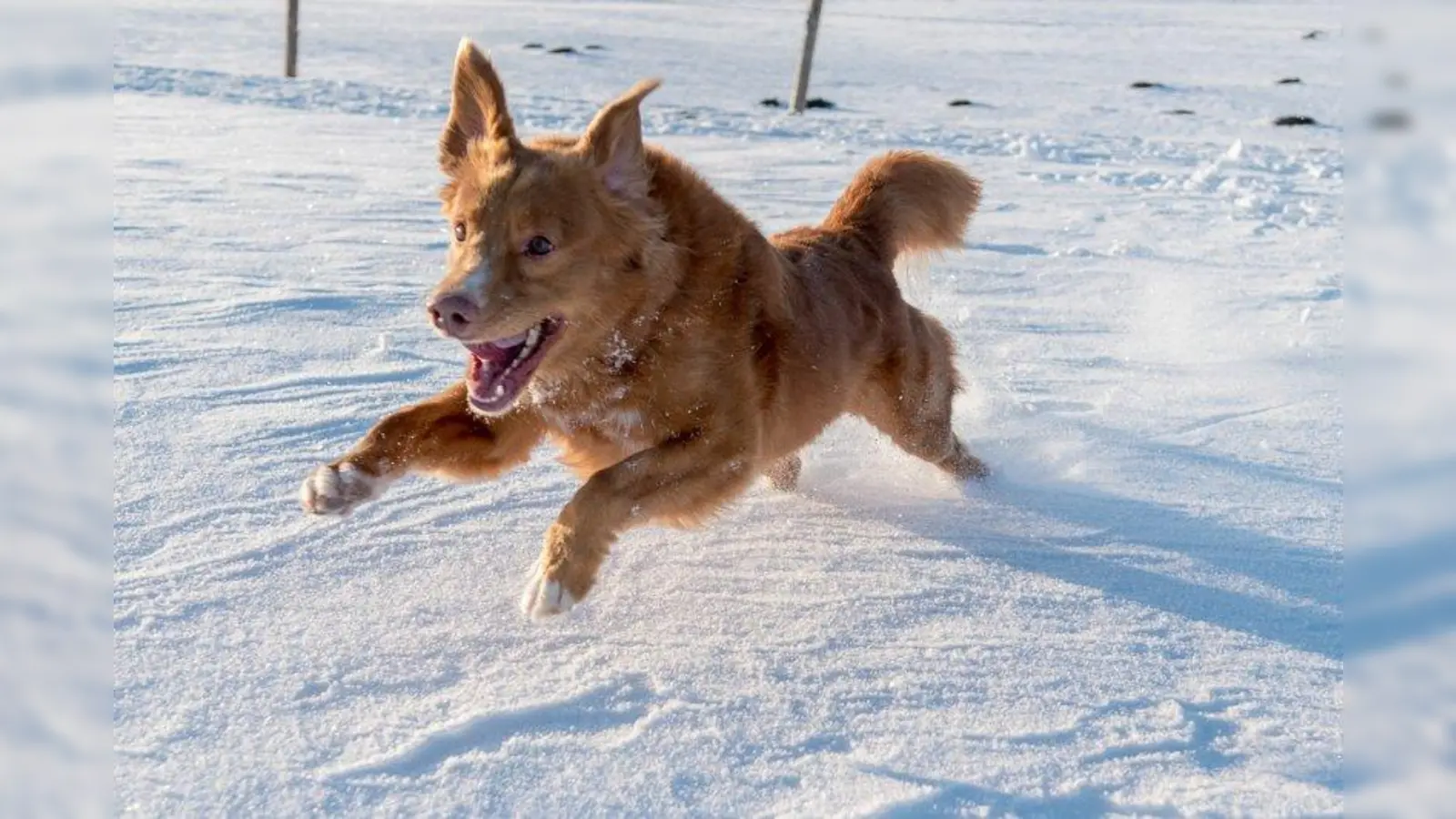 Von wegen ruhige Zeit: Der Gebrauchshundeverein Unterpfaffenhofen nutzte den Winter und nahm an zahlreichen Turnieren und Seminaren teil. (Foto: GHV Unterpfaffenhofen)