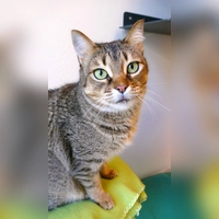 Sucuk ist eine Europäisch Kurzhaar Katze. (Foto: Tierheim Riem)