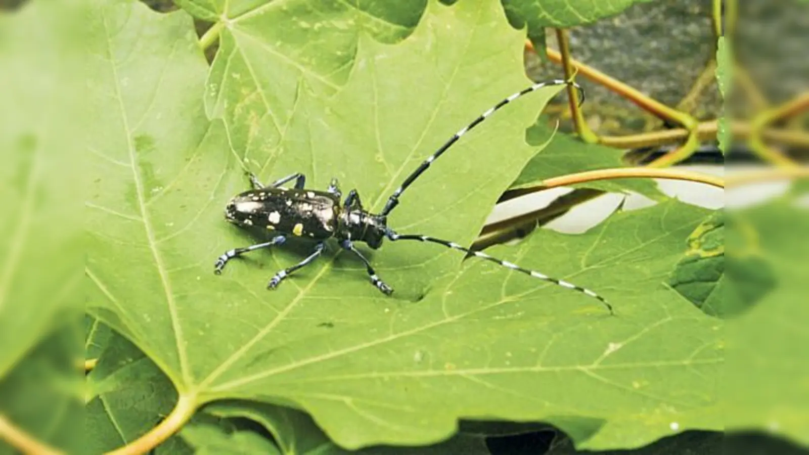 Bildhübscher Nerver: Diesen Gast hätten die Bürger gerne wieder los. Bäume, die vom ALB befallen sind, können nicht mehr gerettet werden.  (Foto: LfL)