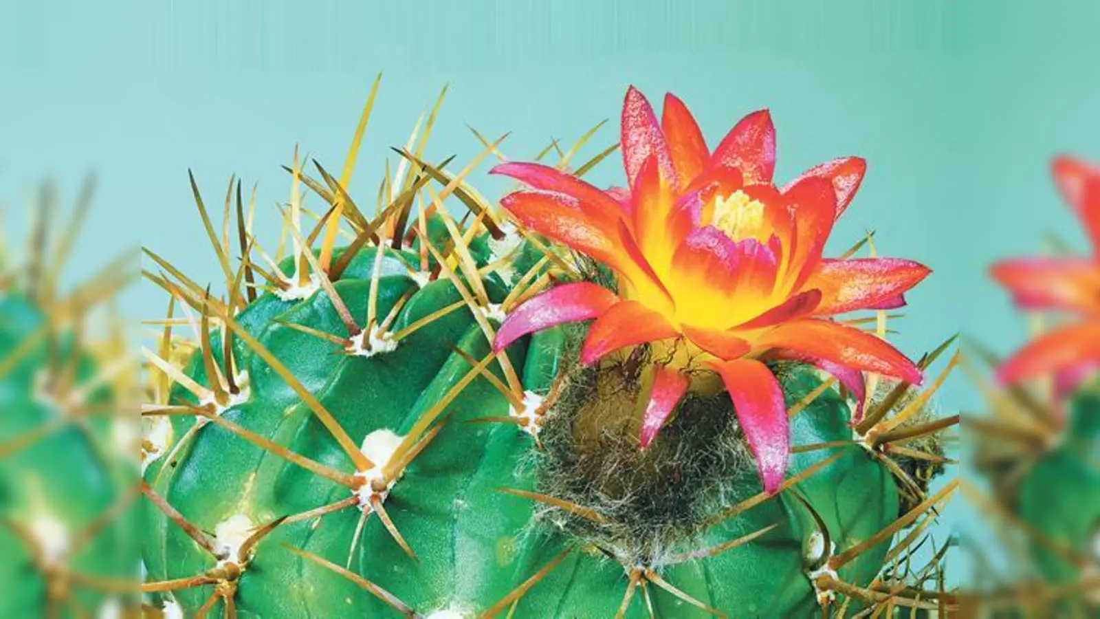 Viele Kakteen begeistern durch ihre atemberaubende Blütenpracht: Lobivia maximiliana ist ursprünglich in Südamerika beheimatet.	 (Foto: Hans Frohning)