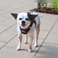 Snupi sucht Menschen, die ihn so nehmen, wie er ist. (Foto: Tierheim Riem)