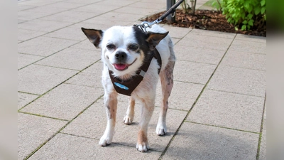 Snupi sucht Menschen, die ihn so nehmen, wie er ist. (Foto: Tierheim Riem)