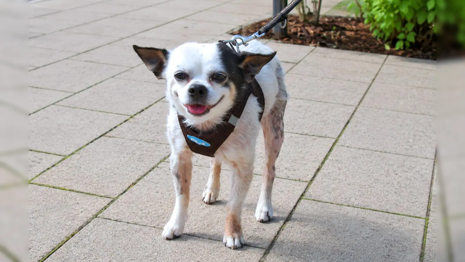Snupi sucht Menschen, die ihn so nehmen, wie er ist. (Foto: Tierheim Riem)