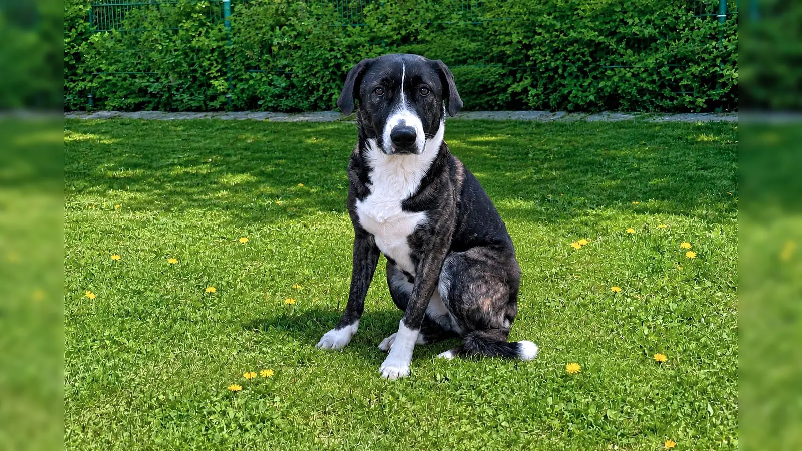 Für Emma wünschen wir uns ein ruhiges Zuhause in einer ebenso ruhigen, eher ländlichen Umgebung bei hundeerfahrenen Menschen. (Foto: Tierheim Riem)