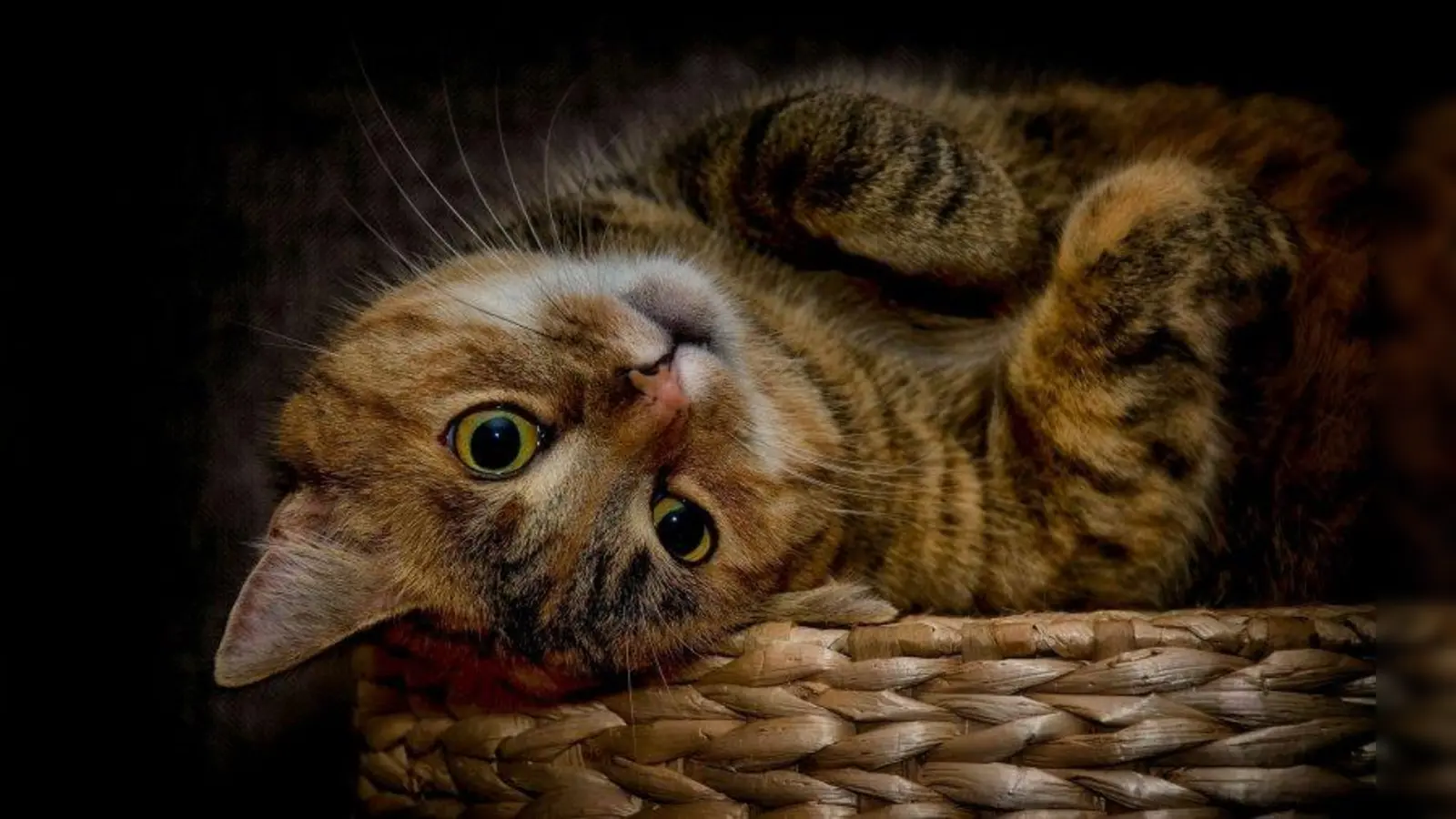 Planeggs Samtpfoten könnten die Besitzer bald mehr kosten. Kommt die Katzensteuer? (Foto: Thomas Beckert/pixelio.de)