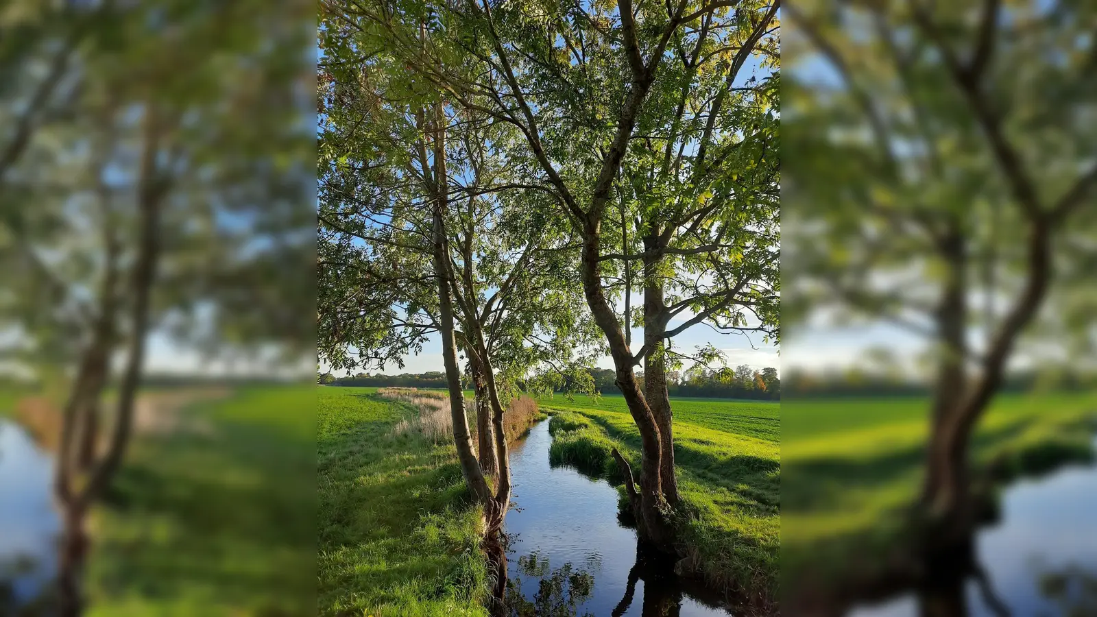 Bei einer Führung am 19. Juni erfährt man Vieles rund um den Hachinger Bach. (Foto: Pascale Kollwitz-Jarnac)
