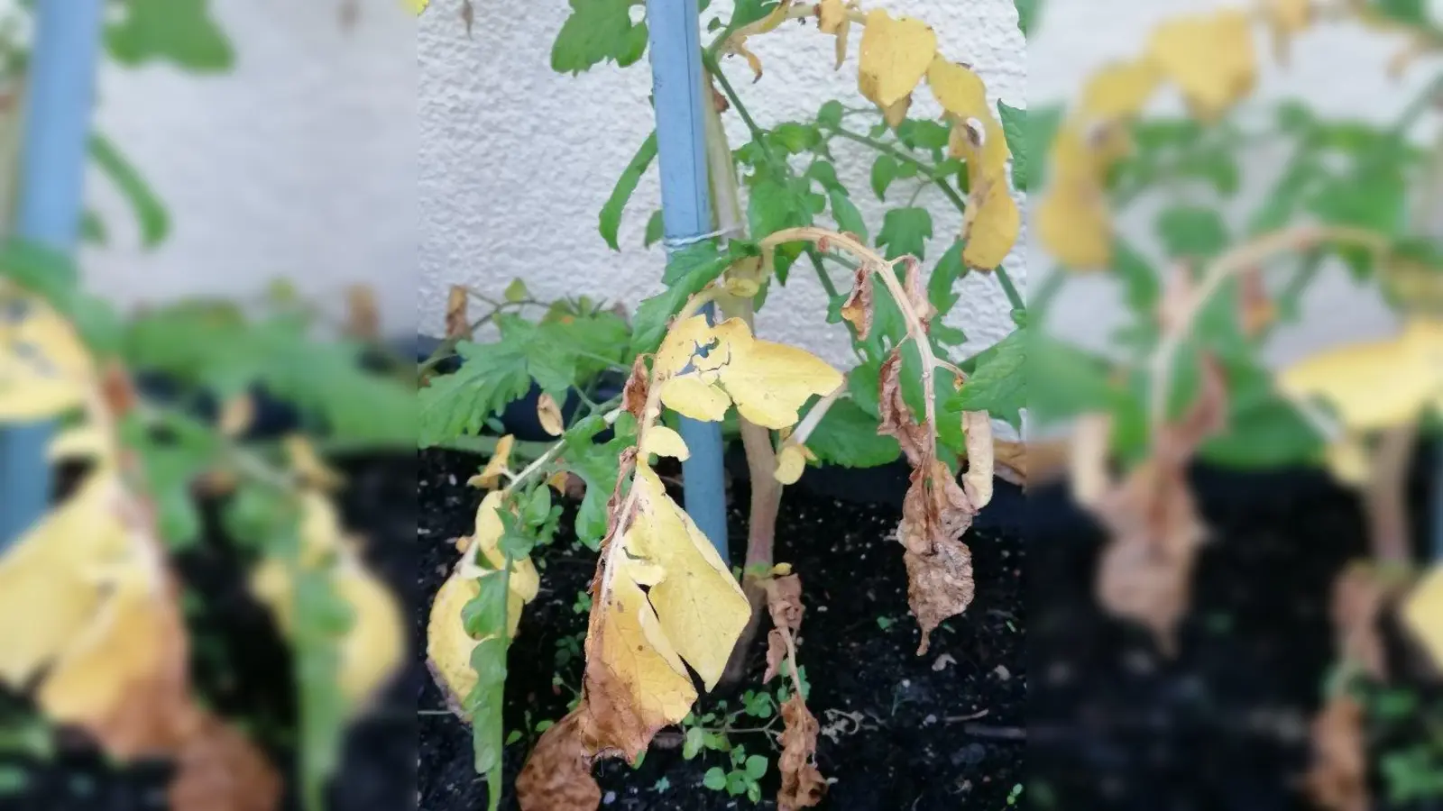 Die Kartoffel: Wenn das Laub über der Erde welkt, reifen die Knollen unter der Oberfläche. (Foto: job)