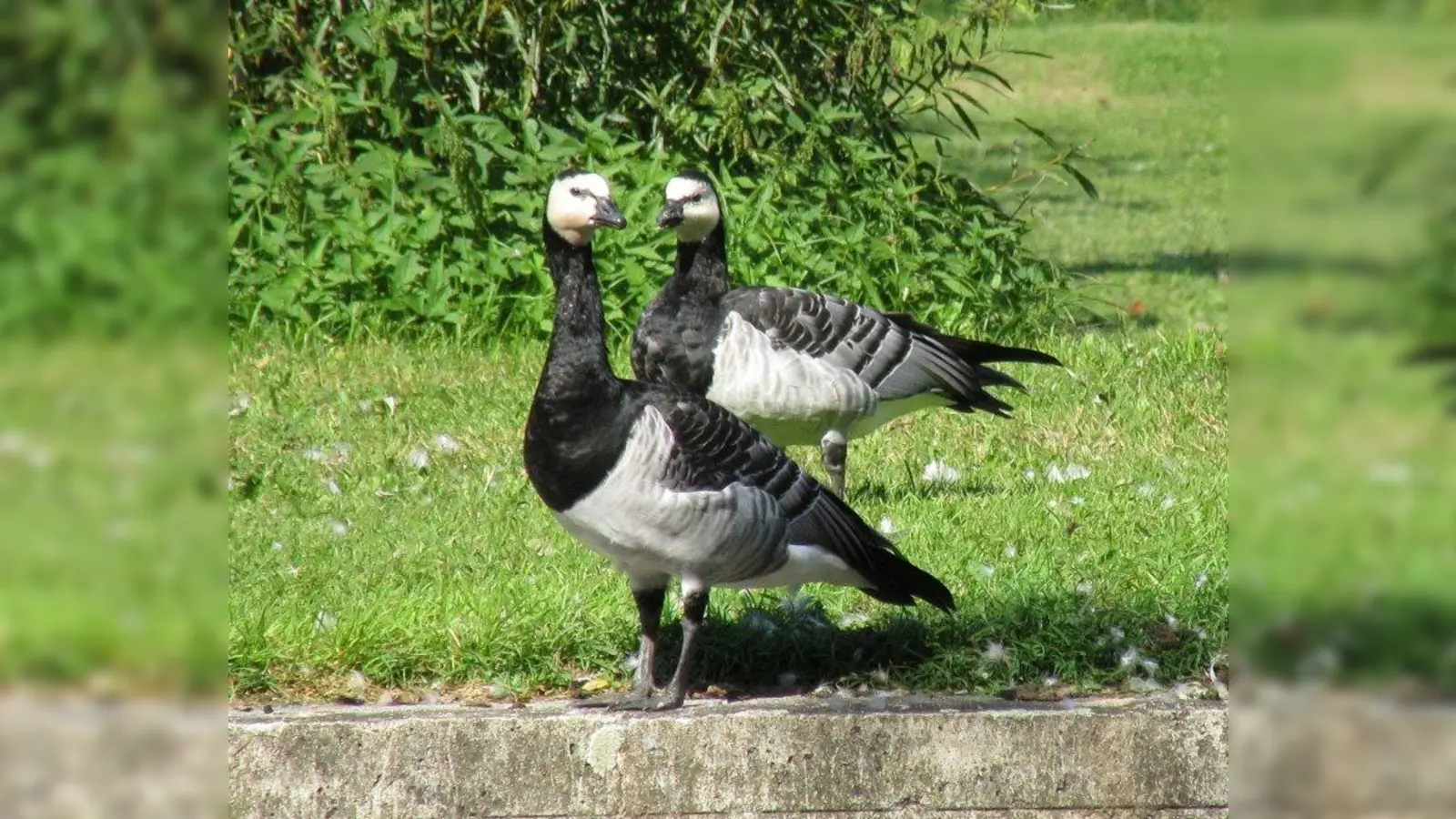 Die Nonnengans oder Weißwangengans kommt im Herbst aus ihren arktischen Brutrevieren und überwintert in Mitteleuropa. (Foto: Silke Sorge)