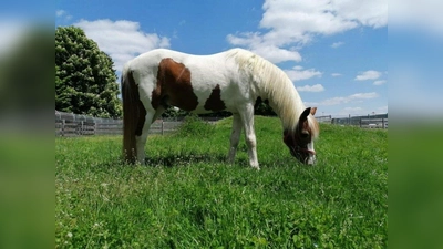 Apache hat ein Stockmaß von 142 cm. (Foto: Tierheim München)