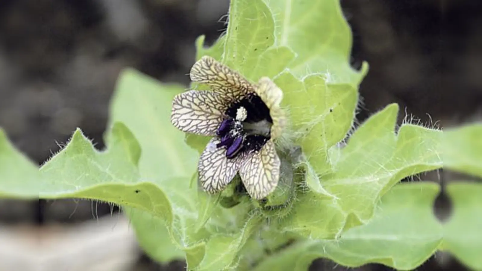 Schwarzes Bilsenkraut ist eine stark giftige Pflanze, deren Samen früher dem Bier zugesetzt wurden, damit es stärker berauschte.	 (Foto: VA)