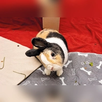 Bilbo ist ein zutrauliches und neugieriges Kaninchen. (Foto: Tierheim Riem)