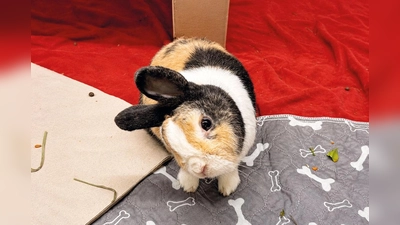 Bilbo ist ein zutrauliches und neugieriges Kaninchen. (Foto: Tierheim Riem)