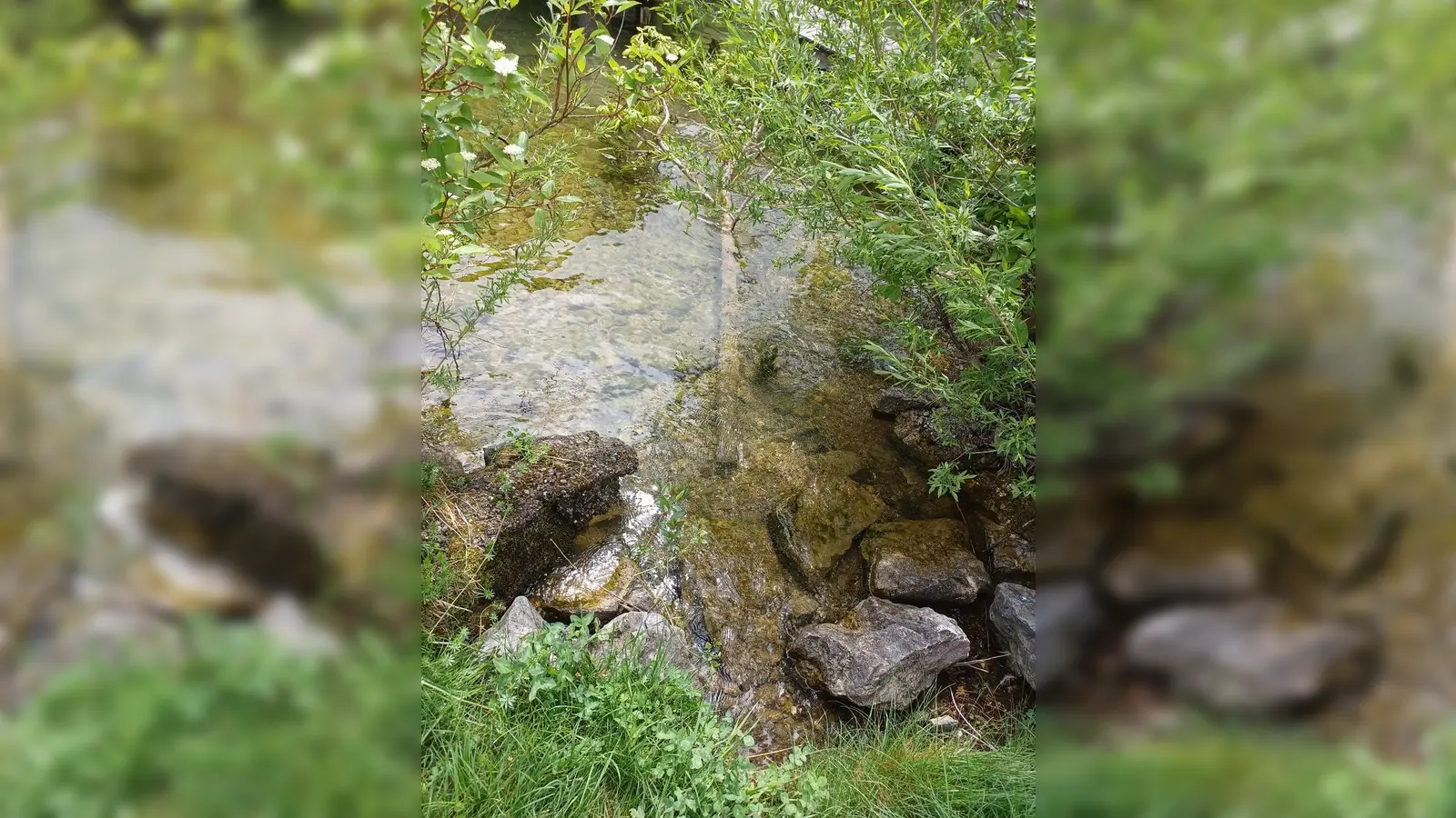 Die illegal gefällte Kastanie wurde ins Wasser geworfen. (Foto: Gemeinde Tutzing)