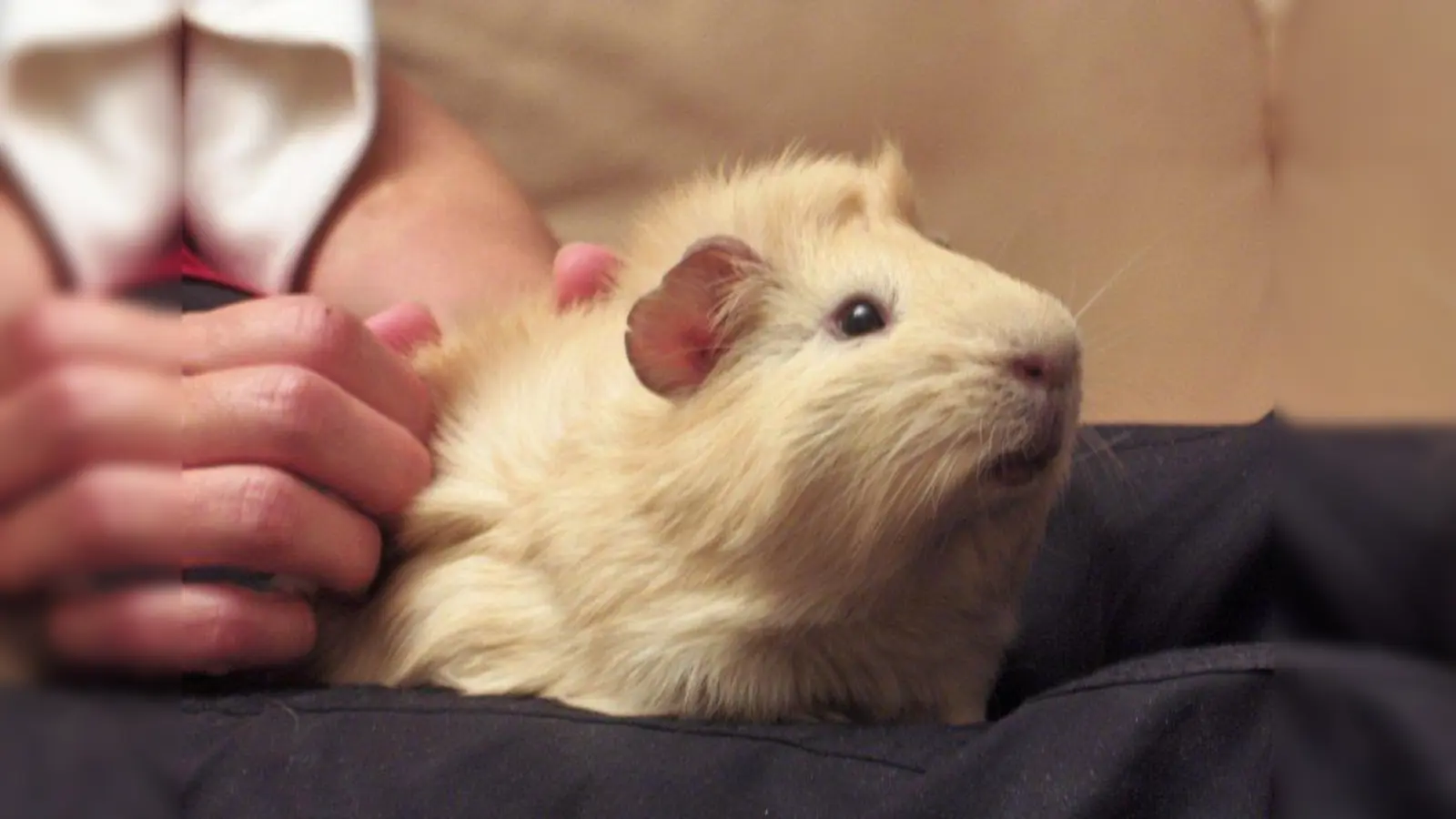Wer einmal wöchentlich sein Haustier vorsichtig abtastet und pflegt, garantiert ihm ein gesundes und glückliches Leben. (Foto: motograf/pixelio.de)
