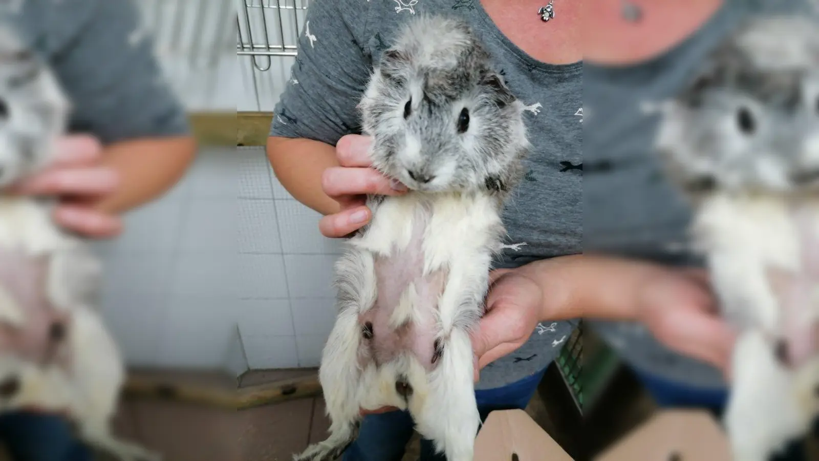 Ein Teil der Tiere ist durch die schlechten Haltungsbedingungen krank geworden. Dieses Meerschweinchen hat sein Bauchfell verloren. (Foto: Tierschutzverein München)