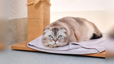 Die Katze Inci sucht ein ruhiges Zuhause. (Foto: Tierheim Riem)