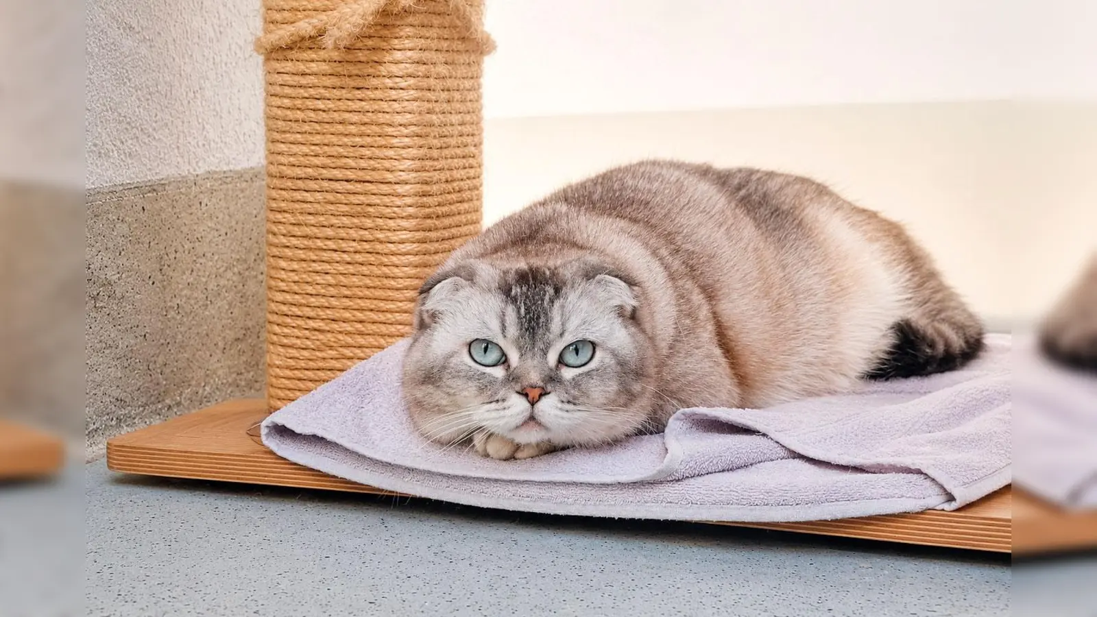 Die Katze Inci sucht ein ruhiges Zuhause. (Foto: Tierheim Riem)