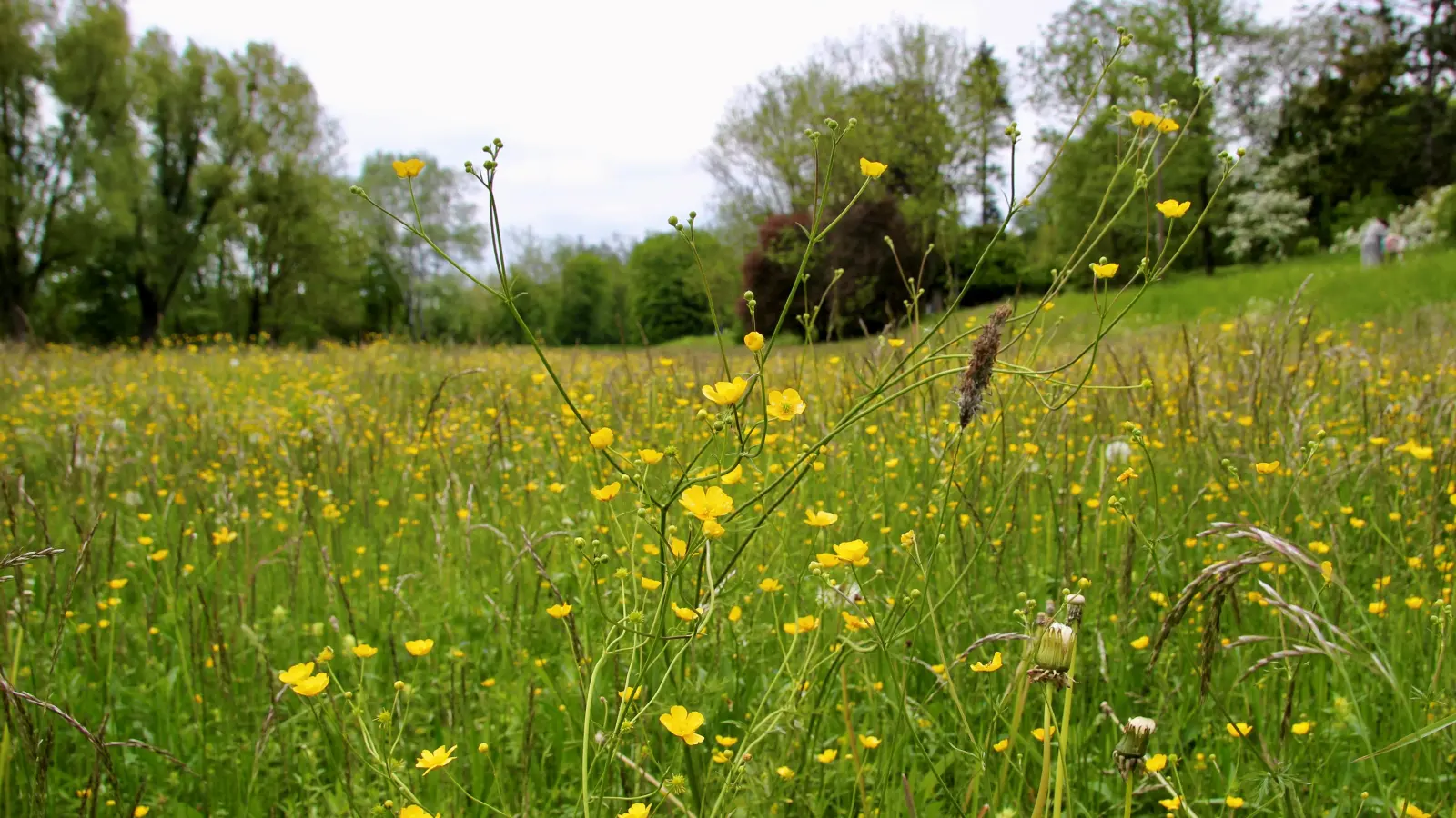 Die Stadt verdoppelt die Grünflächen, die im Sommer nicht gemäht werden, erklärte das Baureferat. Wie hier um die Blutenburg können die Wiesen nun länger wachsen. (Foto: us)