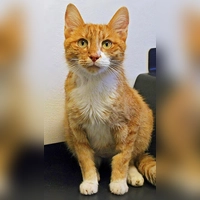 Simba ist ein zutraulicher, verschmuster Kater. (Foto: Tierheim Riem)