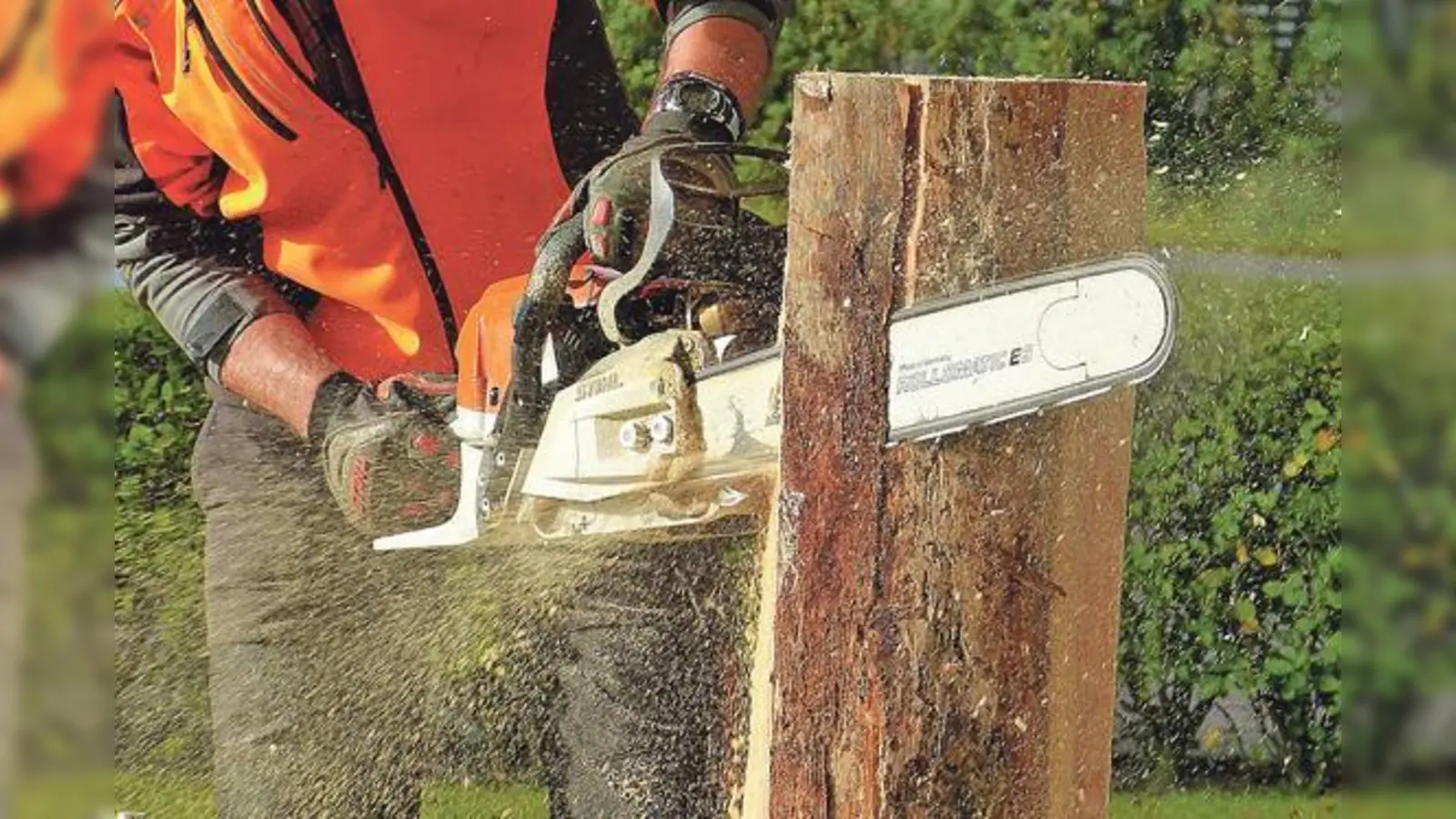 Um einen Baum zu fällen, bedarf es der Genehmigung der Stadt München. Oft gibt es die nur zusammen mit einem Bescheid zur Nachpflanzung.	 (Foto: gemeinfrei)