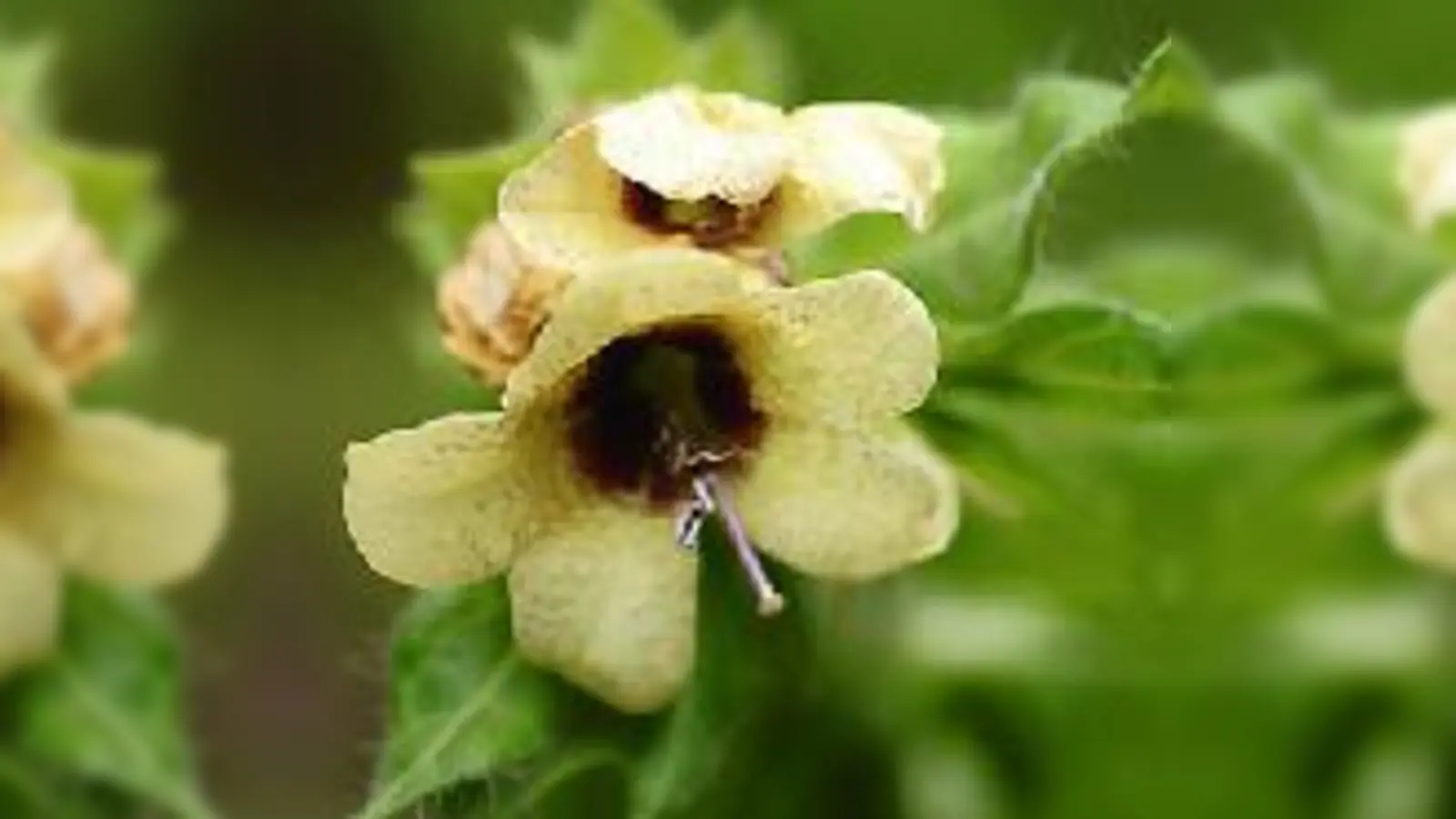 Achtung, stark giftig: Das Bilsenkraut ist eines der ältesten Betäubungsmittel und spielte eine wichtige Rolle im mittelalterlichen Hexenkult.  (Foto: VA)