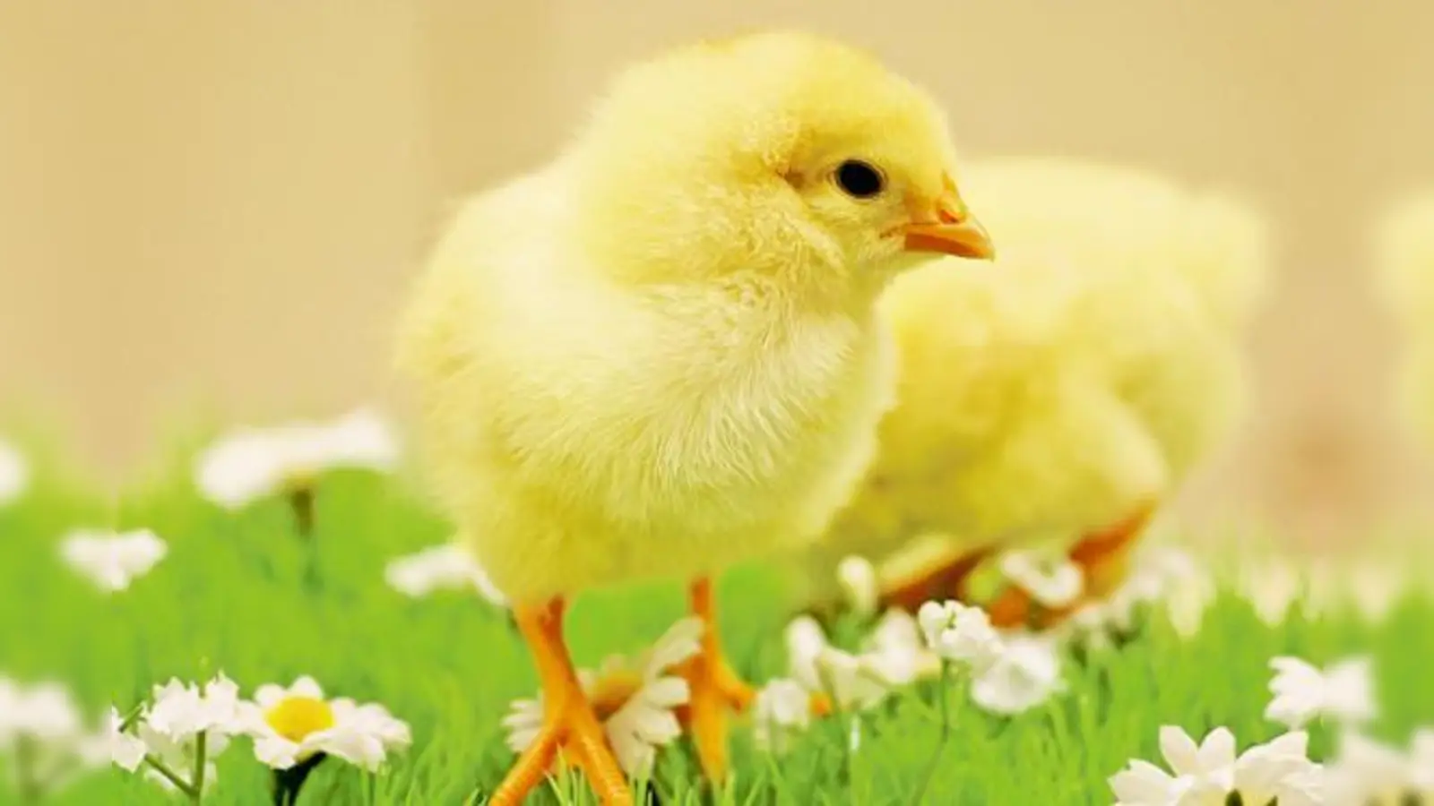 Dieses Küken scheint neugierig auf das Frühlingsfest im Münchner Tierheim zu sein.   (Foto: Tierheim)