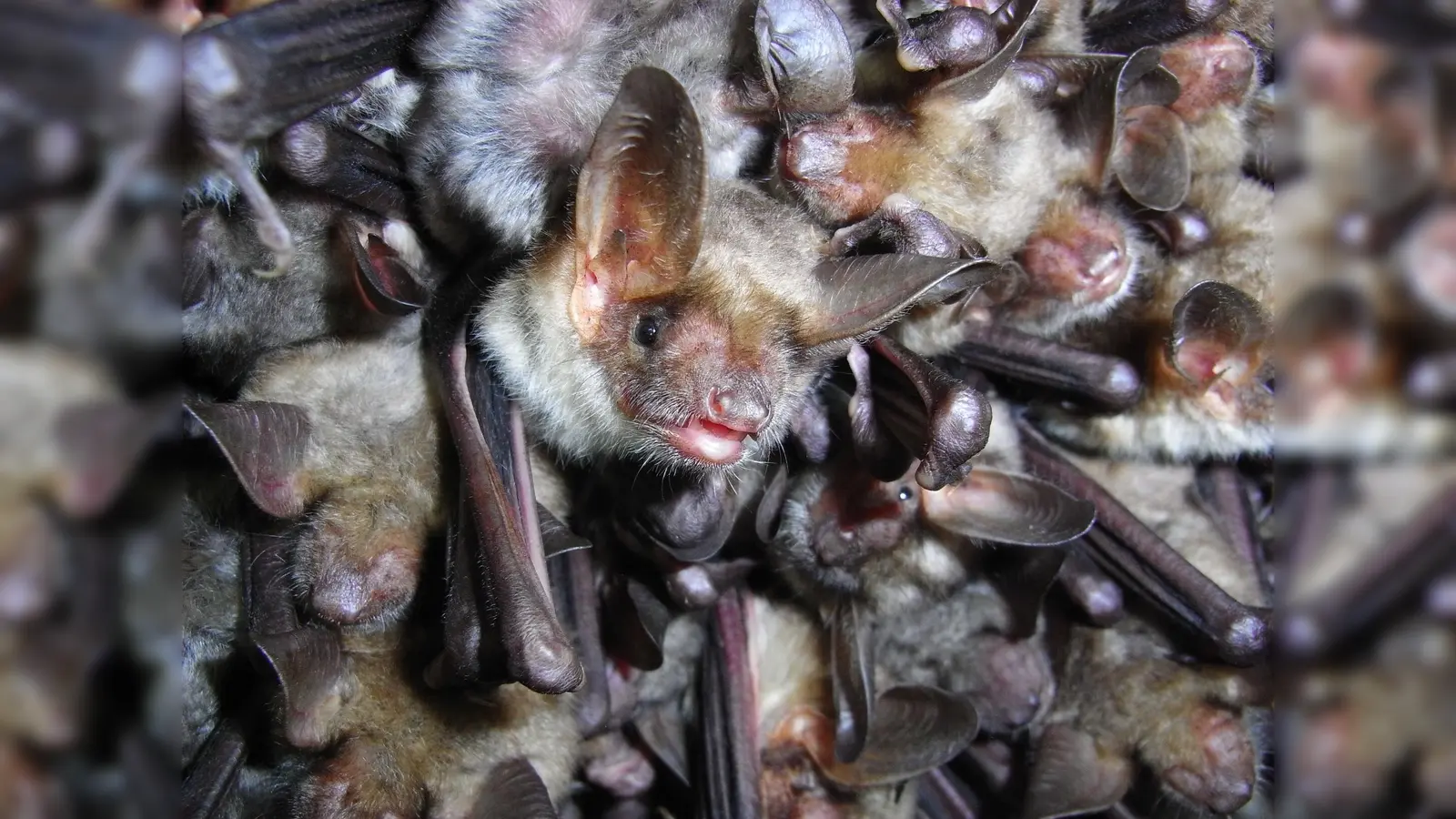  Das Große Mausohr, gehört zu den lichtmeidenden Fledermausarten. Für ihren Schutz will sich der Bund Naturschutz im Landkreis Ebersberg einsetzen. (Foto: Andreas Zahn)