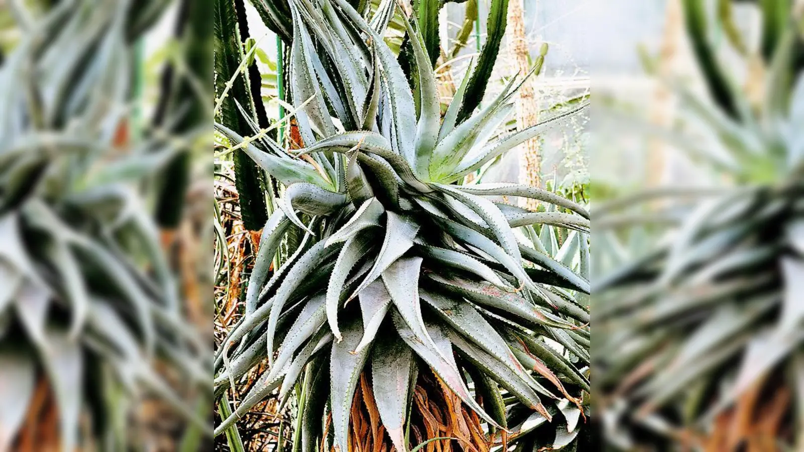 In den Blättern der Aloe ferox finden sich ähnliche Inhaltsstoffe wie bei Aloe vera. 	 (Foto: E. Bayer)