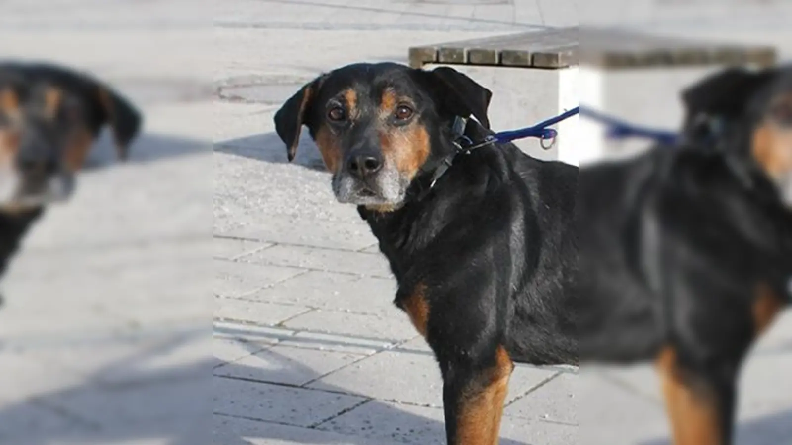 Jagdhund-Mix Rüde Capper. (Foto: Tierheim Riem)