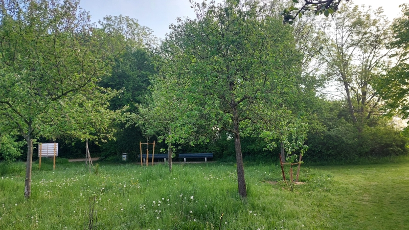 Der Michaelianger in Berg am Laim: Hier findet am 28. Juni ein Klimaspaziergang statt. (Foto: bas)