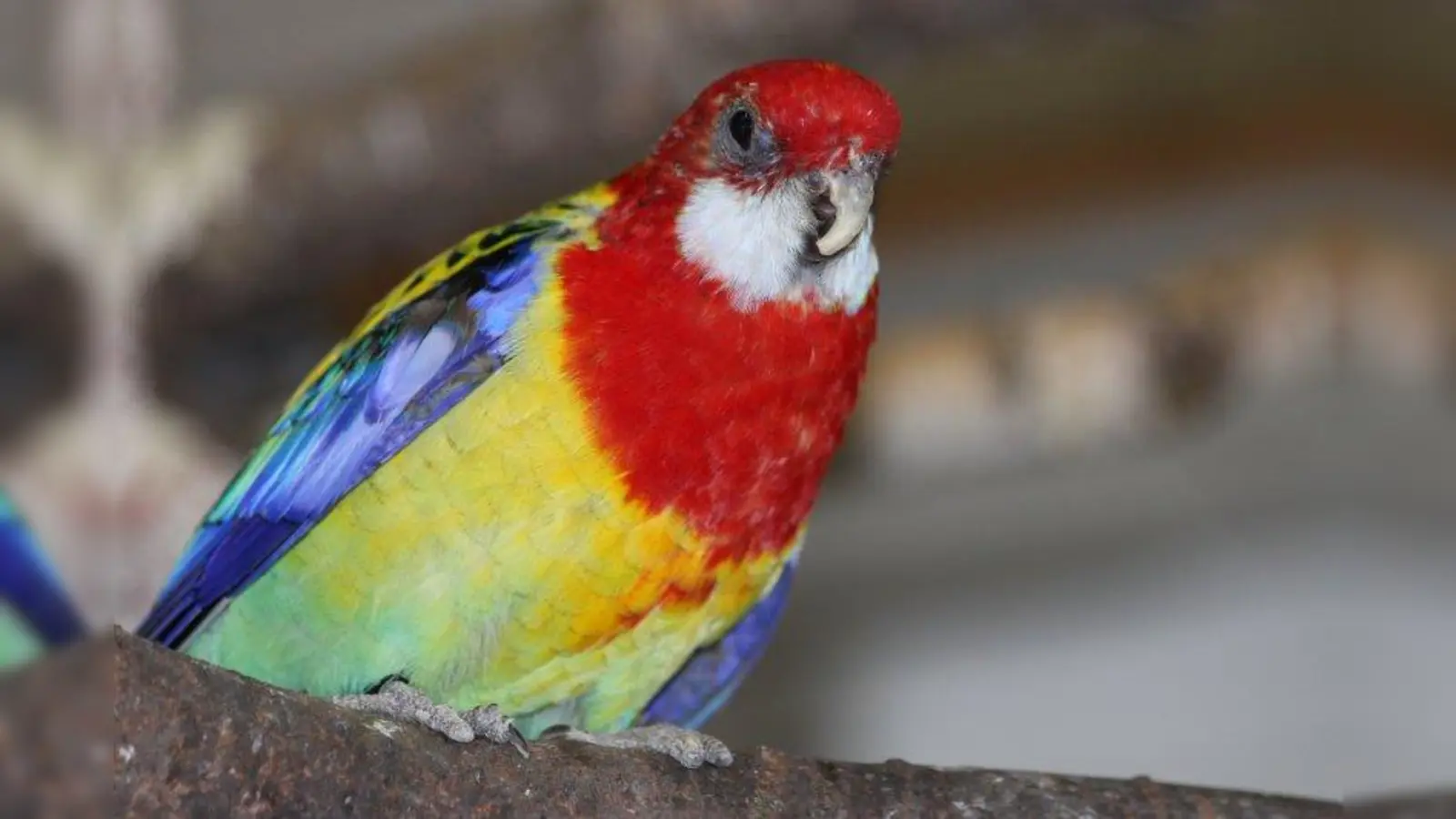 Diese Prachtrosella wurde aus schlechter Haltung gerettet. Sie hat einen stark deformierten Kopf und einen schiefen Schnabel. (Foto: Tierheim München)