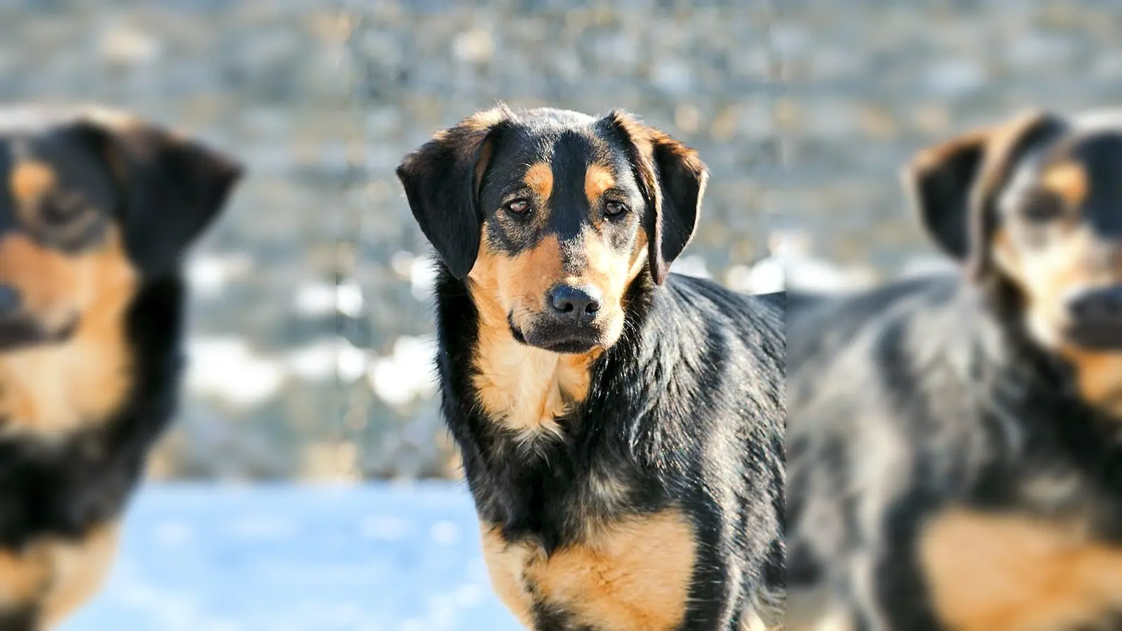 Mischlingshündin Bella. (Foto: Tierheim Riem)